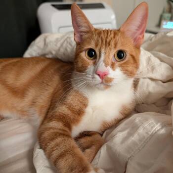 Rescue Domestic Short Hair Cats for Adoption in Renton, Washington - Jazz (bonded To Maggie May) | PetCurious