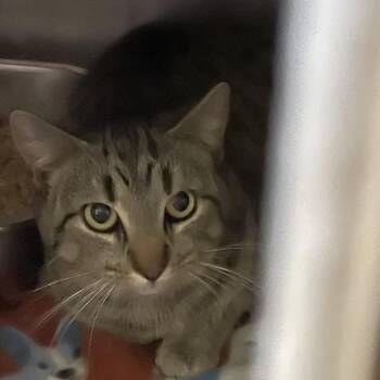 Domestic Short Hair Cats Available for Adoption in Brownsboro, Alabama - Bernice 2 | PetCurious