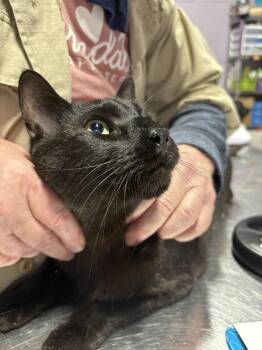 Domestic Short Hair Cats Available for Adoption in Ferndale, Michigan - Ferris | PetCurious