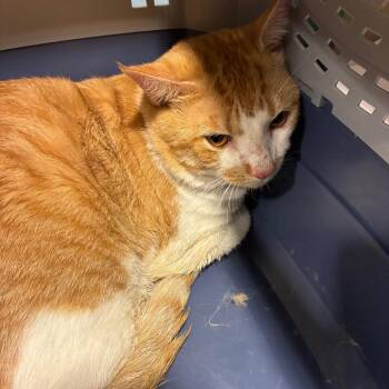 Gus -  Domestic Medium Hair Cat for Adoption in Chattanooga, Tennessee - Gus | PetCurious