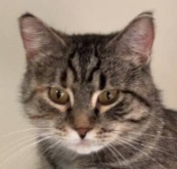 Rescue Domestic Short Hair Cats for Adoption in Minneapolis, Minnesota - Masha | PetCurious