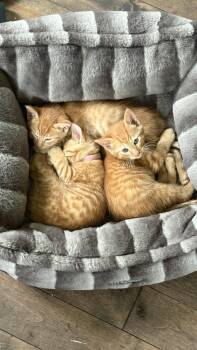 Domestic Short Hair Cats Available for Adoption in Hopkinton, Massachusetts - Pepper And Saffron | PetCurious