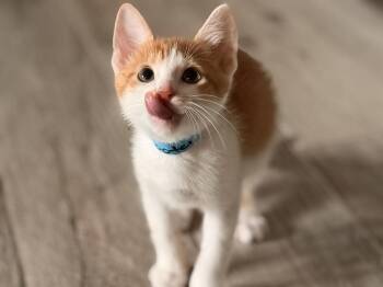 Scooter -  Domestic Short Hair Cat for Adoption in St. Cloud, Florida - Scooter | PetCurious