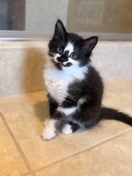 Orca -  Domestic Short Hair Cat for Adoption in Hamilton, Ontario - Orca | PetCurious