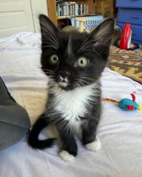 Banjo -  Domestic Medium Hair Cat for Adoption in San Francisco, California - Banjo | PetCurious