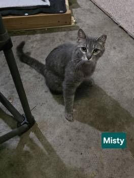 MISTY -  Domestic Short Hair Cat for Adoption in Owatonna, Minnesota - MISTY | PetCurious