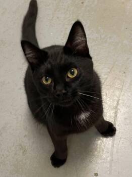 Dexter -  Domestic Short Hair Cat for Adoption in Covington, Virginia - Dexter | PetCurious