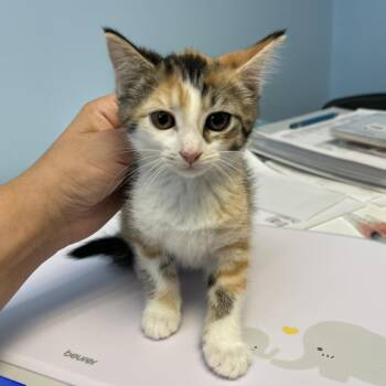 Louise -  Domestic Short Hair Cat for Adoption in Walden, New York - Louise | PetCurious