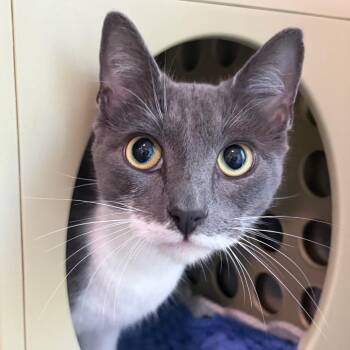 Watson -  Domestic Short Hair Cat for Adoption in Middletown, Rhode Island - Watson | PetCurious