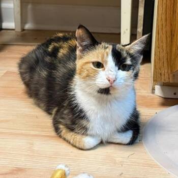 Sweetie -  Domestic Short Hair Cat for Adoption in Winchester, Virginia - Sweetie | PetCurious