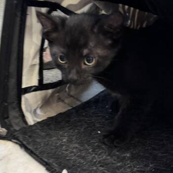 Midnight -  Domestic Short Hair Cat for Adoption in Des Moines, Iowa - Midnight | PetCurious