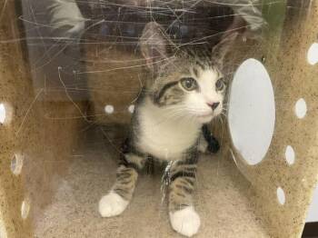 LOUIE -  Domestic Short Hair Cat for Adoption in Kent, Washington - LOUIE | PetCurious