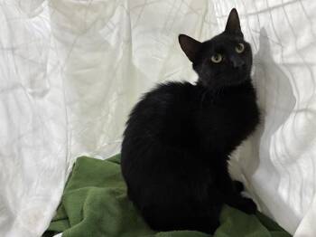 Domestic Short Hair Cats Available for Adoption in Winter Haven, Florida - DRACULA | PetCurious