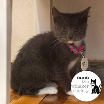 DJ -  Domestic Short Hair Cat for Adoption in West Allis, Wisconsin - DJ | PetCurious