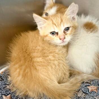 Citrus -  Domestic Short Hair Cat for Adoption in Spring Hill, Kansas - Citrus | PetCurious