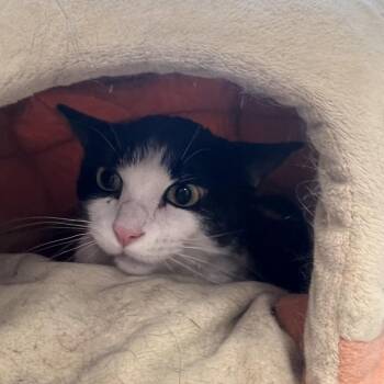 Stetson -  Domestic Short Hair Cat for Adoption in Las Vegas, Nevada - Stetson | PetCurious