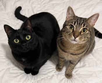 American Shorthair Cats Available for Adoption in Philadelphia, Pennsylvania - Black Cherry & Jordan | PetCurious