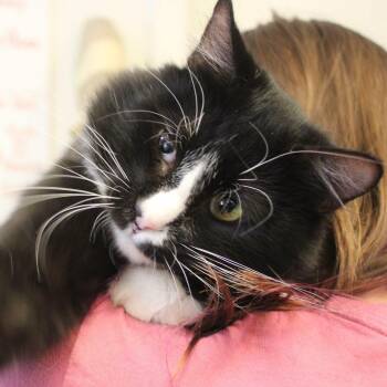 Teddy -  Domestic Medium Hair Cat for Adoption in Weaverville, California - Teddy | PetCurious