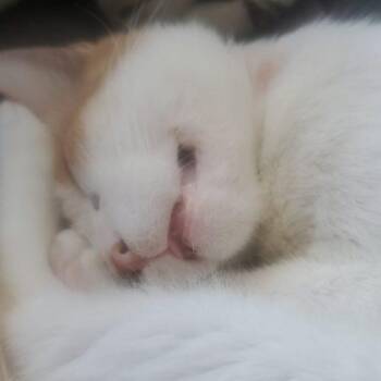 SUNNY PEACE -  Domestic Short Hair Cat for Adoption in Toronto, Ontario - SUNNY PEACE | PetCurious
