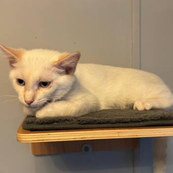 CloudJumper -  Domestic Medium Hair Cat for Adoption in Overland Park, Kansas - CloudJumper | PetCurious