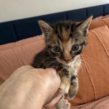 Eve -  Domestic Short Hair Cat for Adoption in Spokane, Washington - Eve | PetCurious
