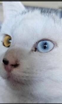 Bowie/Spike -  Domestic Short Hair Cat for Adoption in Glendale, Arizona - Bowie/Spike | PetCurious