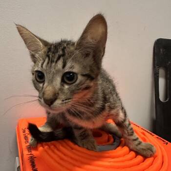 IVHS-Stray-140019 -  Domestic Short Hair Cat for Adoption in San Gabriel, California - IVHS-Stray-140019 | PetCurious