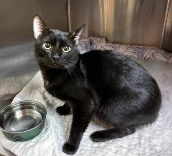 Zorro -  Domestic Short Hair Cat for Adoption in Nashville, Tennessee - Zorro | PetCurious