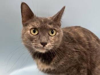 Mimi -  Domestic Short Hair Cat for Adoption in Woodbury, Minnesota - Mimi | PetCurious