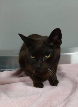 Domestic Short Hair Cats Available for Adoption - Shadow | PetCurious