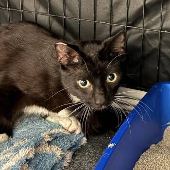 Mystic -  Domestic Short Hair Cat for Adoption in Los Angeles, California - Mystic | PetCurious