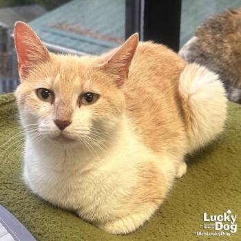 Domestic Short Hair Cats Available for Adoption in Washington, District Of Columbia - Running Shoes | PetCurious