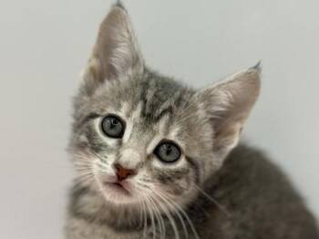Sephira -  Domestic Short Hair Cat Available for Adoption in Portland, Oregon - Sephira | PetCurious