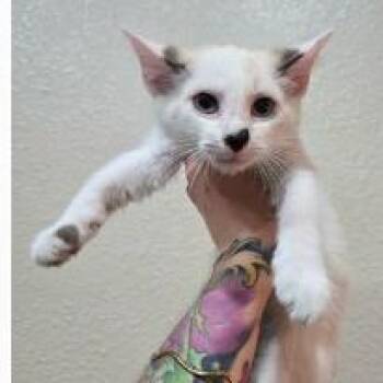 Bayou -  Domestic Short Hair Cat for Adoption in Fort Collins, Colorado - Bayou | PetCurious