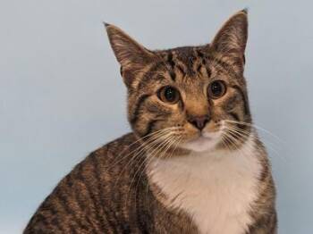 Babaas -  Domestic Short Hair Cat for Adoption in Minneapolis, Minnesota - Babaas | PetCurious