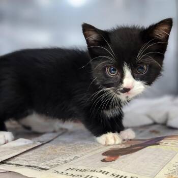 Cassian -  Domestic Short Hair Cat for Adoption in Fort Wayne, Indiana - Cassian | PetCurious