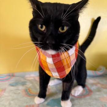 Detective Boots -  Domestic Short Hair Cat for Adoption in Fenton, Michigan - Detective Boots | PetCurious