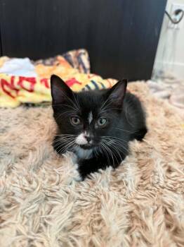 Zoe -  Domestic Short Hair Cat for Adoption in Vancouver, Washington - Zoe | PetCurious