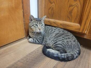 Charlie -  Domestic Short Hair Cat for Adoption in Lorain, Ohio - Charlie | PetCurious