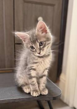 Harry -  Domestic Medium Hair Cat for Adoption in Orlando, Florida - Harry | PetCurious