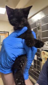 Mona -  Domestic Short Hair Cat Available for Adoption in Vancouver, Washington - Mona | PetCurious