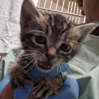 Lydia -  Domestic Short Hair Cat for Adoption in Flagstaff, Arizona - Lydia | PetCurious
