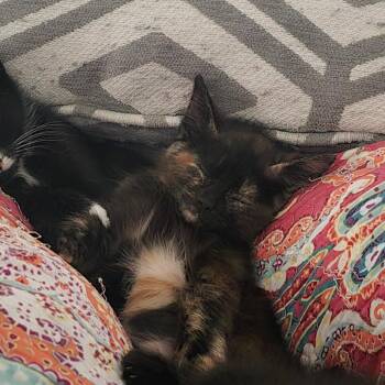 Domestic Short Hair Cats Available for Adoption - KaPow | PetCurious