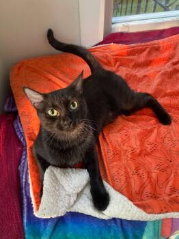 Rescue Domestic Short Hair Cats for Adoption in Saint François Xavier, Manitoba - TAMMY | PetCurious
