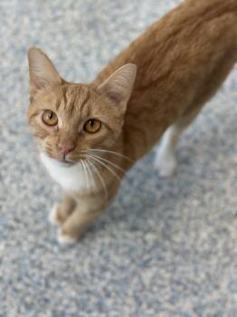Octavia -  Domestic Short Hair Cat for Adoption in Stafford, Virginia - Octavia | PetCurious