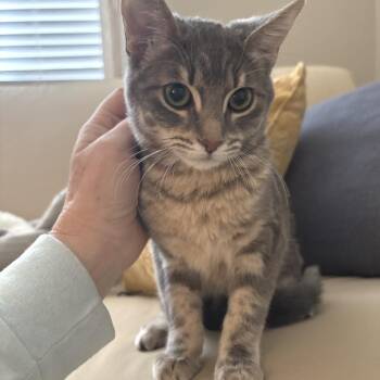 Cha Cha -  Domestic Short Hair Cat for Adoption in Las Vegas, Nevada - Cha Cha | PetCurious