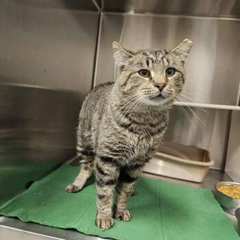 Rescue Domestic Short Hair Cats for Adoption in Ludington, Michigan - Jack | PetCurious