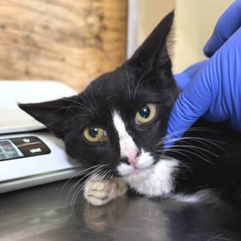 Rescue Domestic Short Hair Cats for Adoption in Redwood Valley, California - 6 | PetCurious