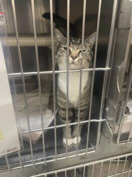 Rescue Domestic Short Hair Cats for Adoption in Reidsville, North Carolina - Saura | PetCurious