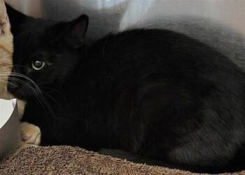 61758936 -  Domestic Short Hair Cat for Adoption in El Paso, Texas - 61758936 | PetCurious